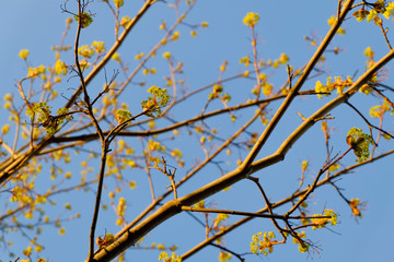 Blooming yellow flowers of maple trees in spring.