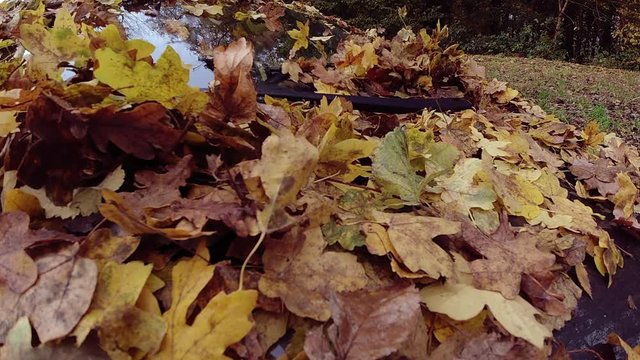 Slow motion shot of fallen autumn leaves on windscreen of a car on park 