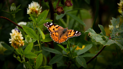 Fototapeta na wymiar a yellow butterfly on a green plant 