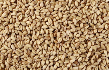 Wheat grains background and texture