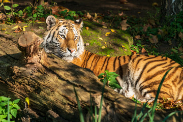 A tiger sitting behind a fallen tree trunk