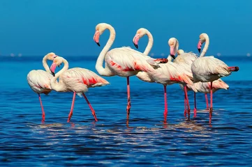 Gordijnen Wild african birds. Group of African white flamingo birds and their reflection on the blue water. Walvis bay, Namibia, Africa © Yuliia Lakeienko