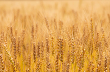 Golden wheat field