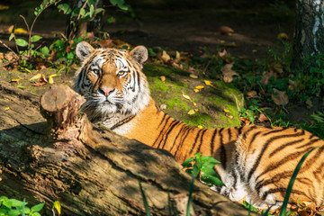 Fototapeta na wymiar A tiger sitting behind a fallen tree trunk