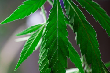 Thematic photos of hemp and marijuana Green leaf