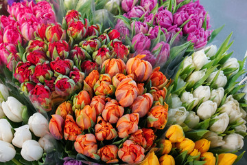 Many colorful tulips close up for natural wallpaper