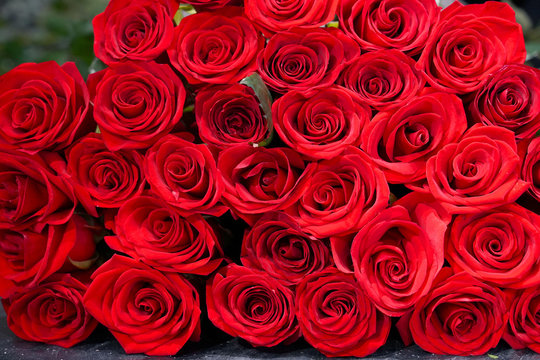 background of fresh red roses.