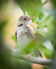 bird on a branch