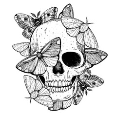 Skull and butterflies hand drawn sketch illustration. Tattoo vintage print. Butterfly and skull vector illustration. Sketch print © vidimages