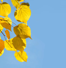 Fototapeta na wymiar Branches of a lime tree yellowed in fall season. Autumn background