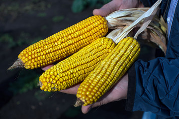 Three cobs of corn in the hands of the farmer
