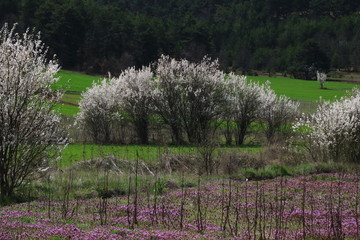spring in the village