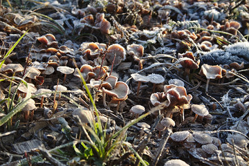 mushrooms covered in frost on a frosty November morning