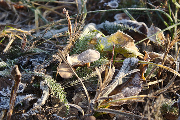 mushrooms covered in frost on a frosty November morning