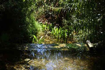 Beautiful blooming nature