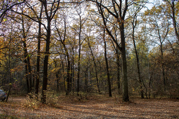 Fototapeta na wymiar Autumn forest with pine birch oak trees in sunny evening