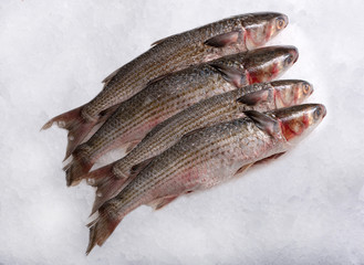 Pelengas, trout fresh on ice