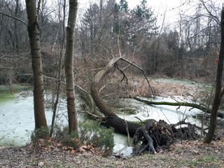 A fallen tree in the middle of the forest
