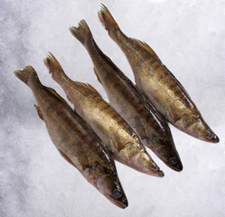 fresh pike perch on ice