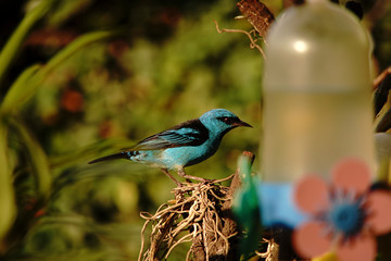 Blue Dacnis Bird on a branch