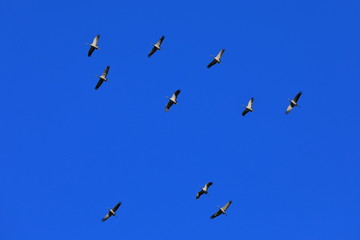 flock of birds flying in blue sky