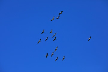 flock of birds flying in blue sky