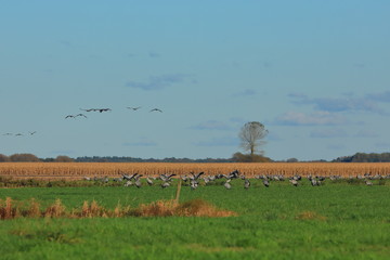 a flock of sheep in the field