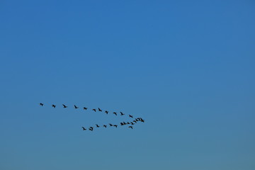birds in the sky