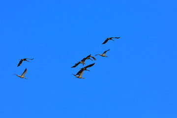 flock of birds flying in blue sky