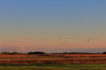 Fototapeta premium sunset over the field