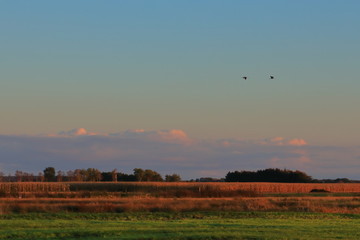 sunset over the field