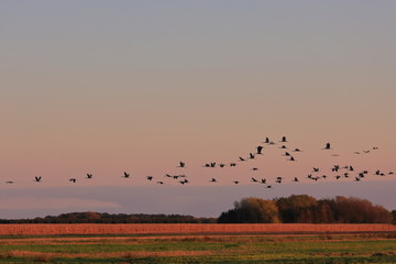 birds flying in the sunset