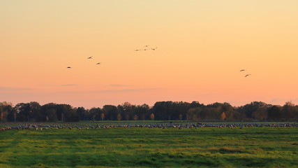 sunset over the field