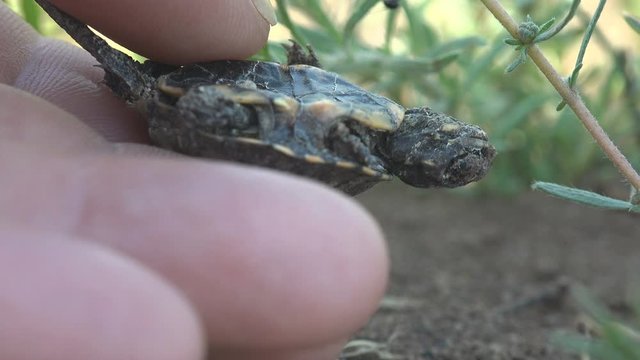 Man human hand holds empty shell of small baby turtle that was eaten / attacked by ants along way from egg to water