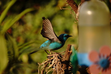 Blue Dacnis Bird on a branch