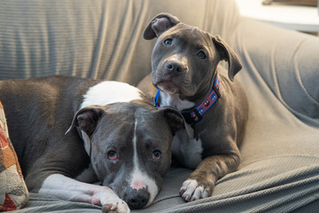 dogs have spotted you with their treat