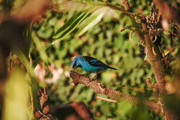 Blue Dacnis Bird on a branch