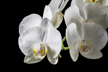 Weiße Orchideen-Blüte