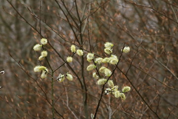 branch of willow