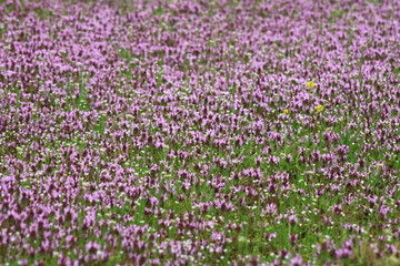 field of purple flowers