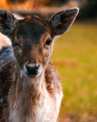 Rehe/Hirsche im Wald am Abend