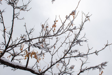 Winter tree with snow