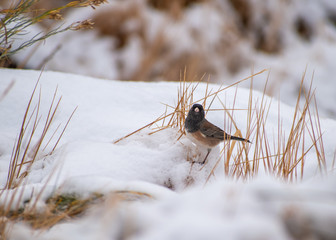 Small bird in the snow