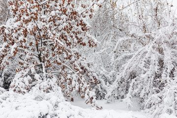 Winter landscape of mountains with of fir forest in snow