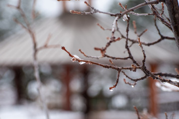 Winter branches with ice dripping