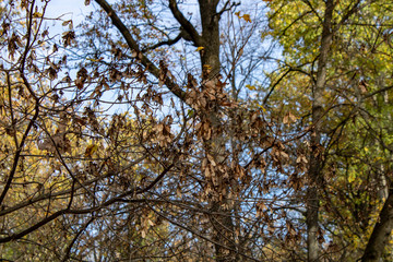 Maple branches in the autumn forest with ripened seeds