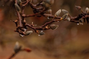 Raindrops on a tree 