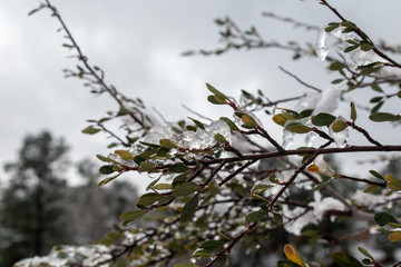 Ice on a branch in winter