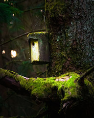 Vogelhaus am Baumstamm