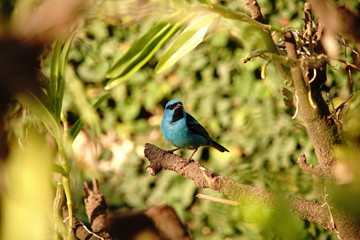 Blue Dacnis Bird on a branch